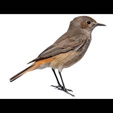 Attēlu rezultāti vaicājumam “Certhia familiaris adult”