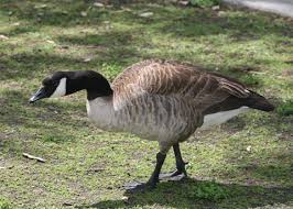 Attēlu rezultāti vaicājumam “Branta canadensis adult”
