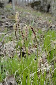 Attēlu rezultāti vaicājumam “Perichaena corticalis sessile”
