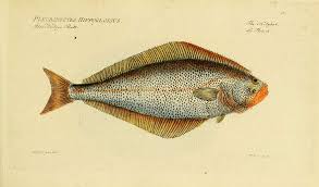 Image result for Hippoglossus hippoglossus