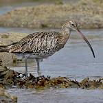 Image result for Numenius borealis