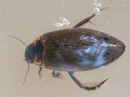 Attēlu rezultāti vaicājumam “Colymbetes paykulli”