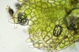 Attēlu rezultāti vaicājumam “Cephalozia loitlesbergeri”