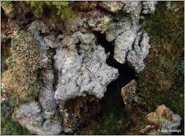 Attēlu rezultāti vaicājumam “Lecanactis abietina”