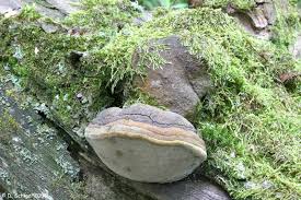 Attēlu rezultāti vaicājumam “Phellinus robustus”