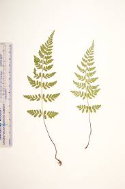 Attēlu rezultāti vaicājumam “Cystopteris fragilis”