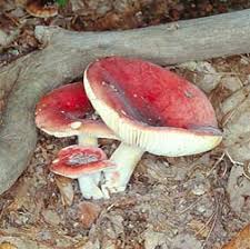 Attēlu rezultāti vaicājumam “Russula vesca”