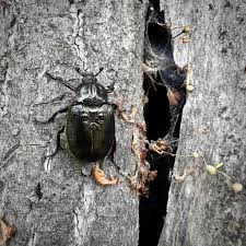 Attēlu rezultāti vaicājumam “Osmoderma barnabita”