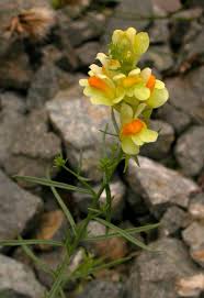 Attēlu rezultāti vaicājumam “Linaria vulgaris bud”