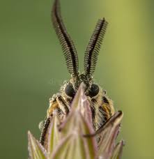 Attēlu rezultāti vaicājumam “Spiris striata”