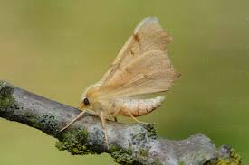 Attēlu rezultāti vaicājumam “Ennomos erosaria”