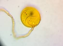 Attēlu rezultāti vaicājumam “Hemitrichia sordivesiculosa macro”