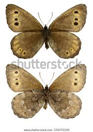 Attēlu rezultāti vaicājumam “Oeneis jutta underside”