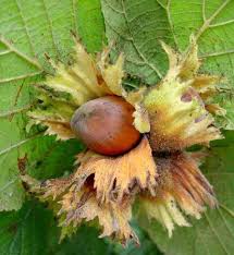Attēlu rezultāti vaicājumam “Corylus avellana fruit”