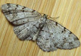 Attēlu rezultāti vaicājumam “Aethalura punctulata”