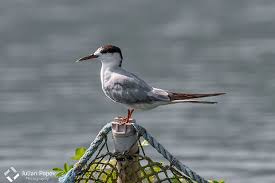 Attēlu rezultāti vaicājumam “Sterna hirundo adult”