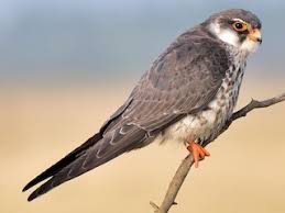 Image result for Falco amurensis