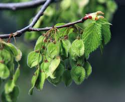 Attēlu rezultāti vaicājumam “Ulmus laevis fruit”