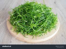 Attēlu rezultāti vaicājumam “Spergularia marina leaf”