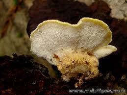 Attēlu rezultāti vaicājumam “Antrodiella serpula”