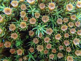 Attēlu rezultāti vaicājumam “Polytrichum piliferum”