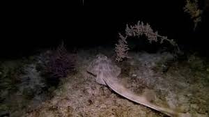 Image result for Pseudobatos lentiginosus