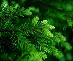 Attēlu rezultāti vaicājumam “Picea orientalis”