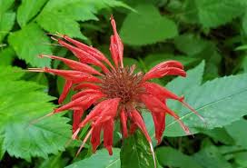 Image result for Monarda didyma