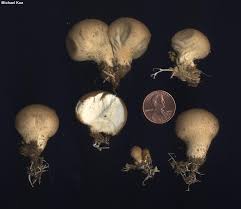 Attēlu rezultāti vaicājumam “Leptobryum pyriforme sporophyte”