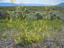 Attēlu rezultāti vaicājumam “Melilotus officinalis flower”
