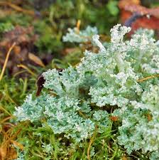 Attēlu rezultāti vaicājumam “Cladonia parasitica”