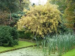 Attēlu rezultāti vaicājumam “Fraxinus excelsior Pendula bud”