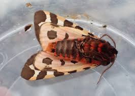 Attēlu rezultāti vaicājumam “Thecabius affinis nymph”