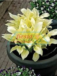 Image result for Hosta White Feather