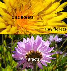 Attēlu rezultāti vaicājumam “Asteraceae”