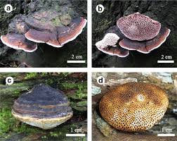 Attēlu rezultāti vaicājumam “Postia fragilis”