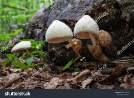 Attēlu rezultāti vaicājumam “Volvariella bombycina”