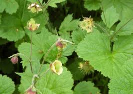 Attēlu rezultāti vaicājumam “Geum x intermedium flower”