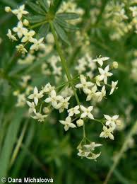 Attēlu rezultāti vaicājumam “Galium album flower”