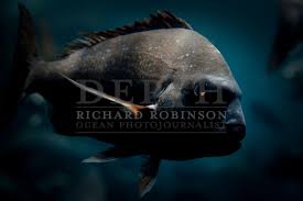 Image result for Pagrus auratus