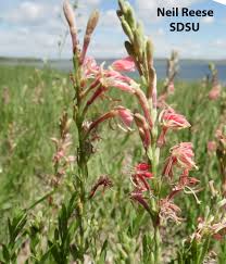 Attēlu rezultāti vaicājumam “Sclerophora farinacea”