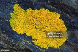 Attēlu rezultāti vaicājumam “Caloplaca scopularis”