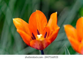 Attēlu rezultāti vaicājumam “Tulipa gesneriana flower”