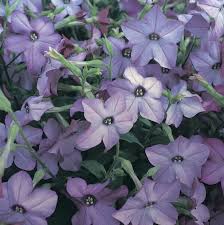 Image result for Nicotiana x sanderae
