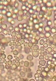 Attēlu rezultāti vaicājumam “Fuligo leviderma macro”