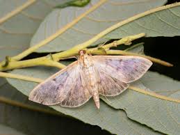 Attēlu rezultāti vaicājumam “Pleuroptya ruralis”