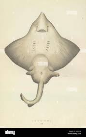 Image result for Dipturus intermedius