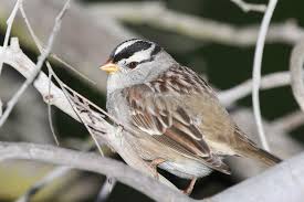 Image result for Zonotrichia leucophrys