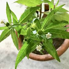 「タカスギ・サブロウタ」の画像検索結果