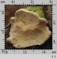 Attēlu rezultāti vaicājumam “Diplomitoporus flavescens”